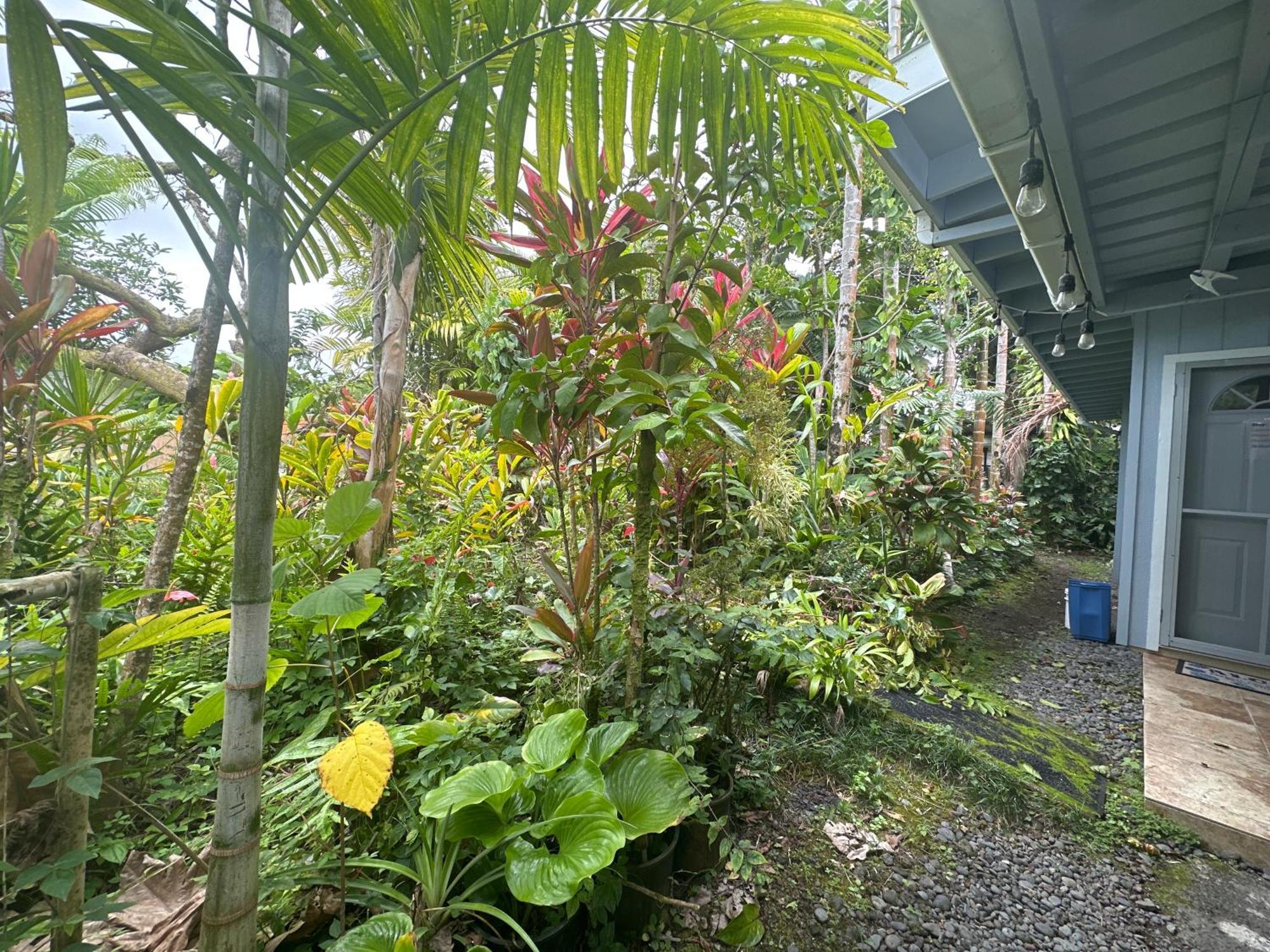 Hawaiian Ohana Home Hilo Ngoại thất bức ảnh