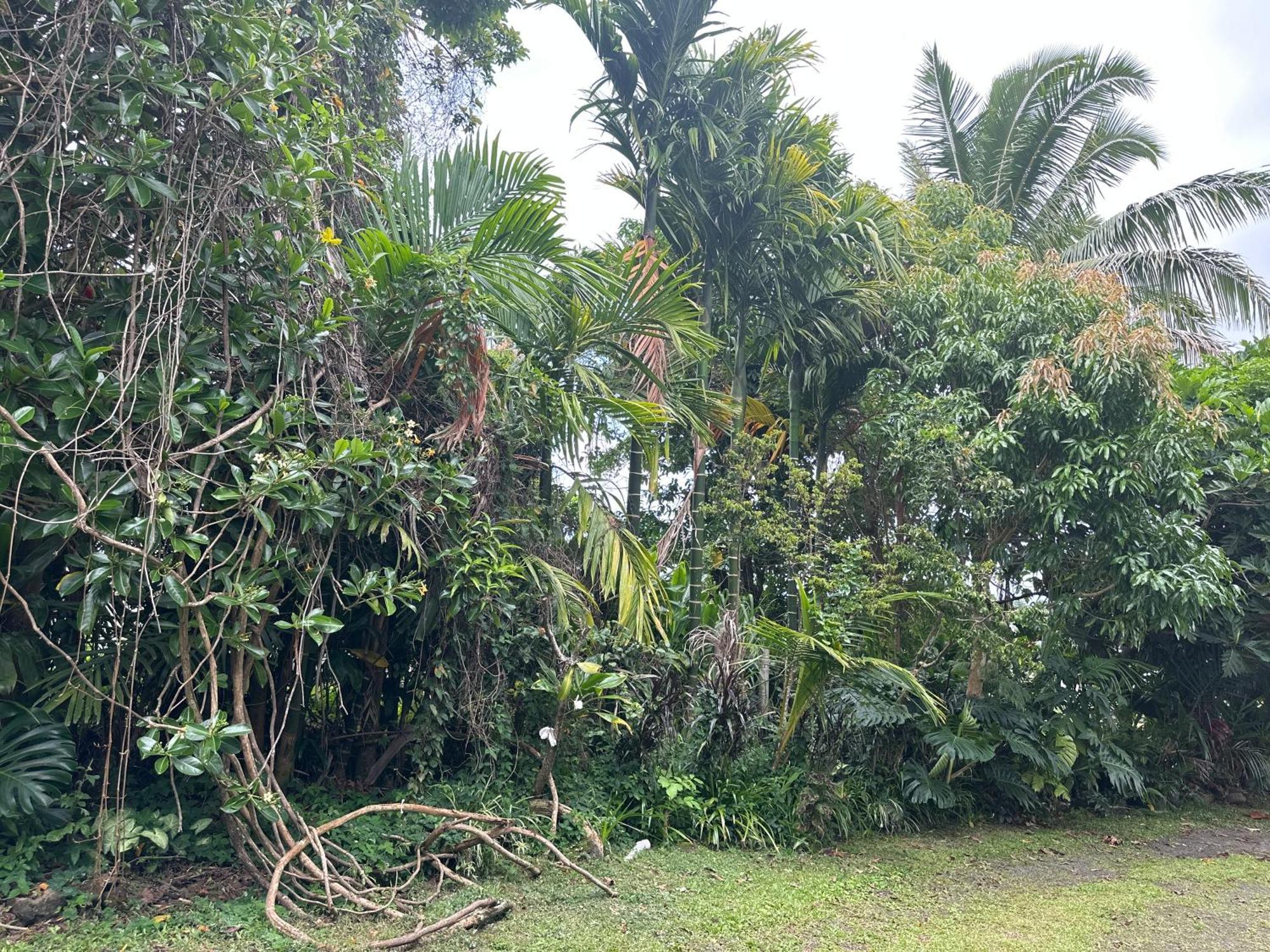 Hawaiian Ohana Home Hilo Ngoại thất bức ảnh