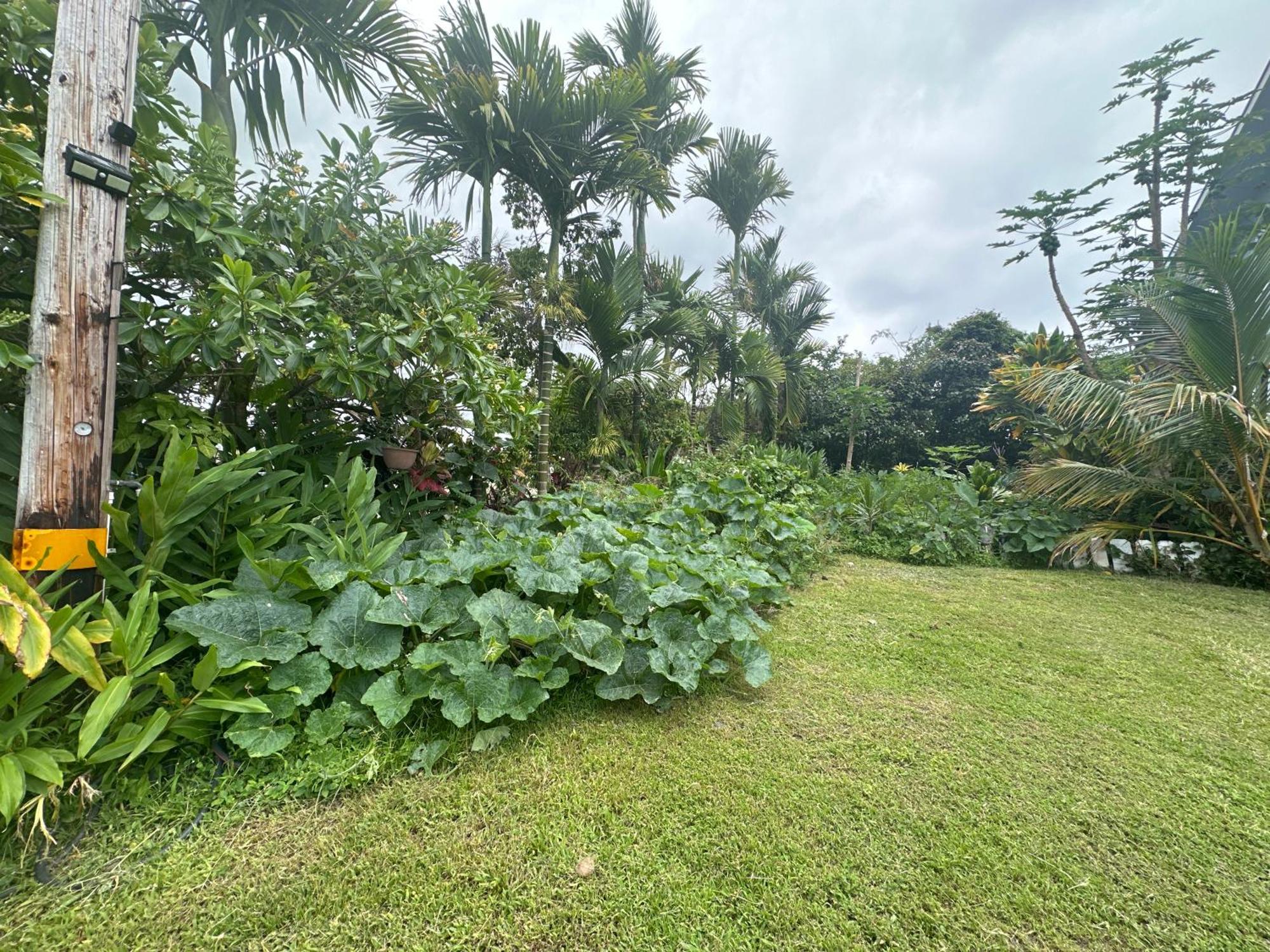 Hawaiian Ohana Home Hilo Ngoại thất bức ảnh