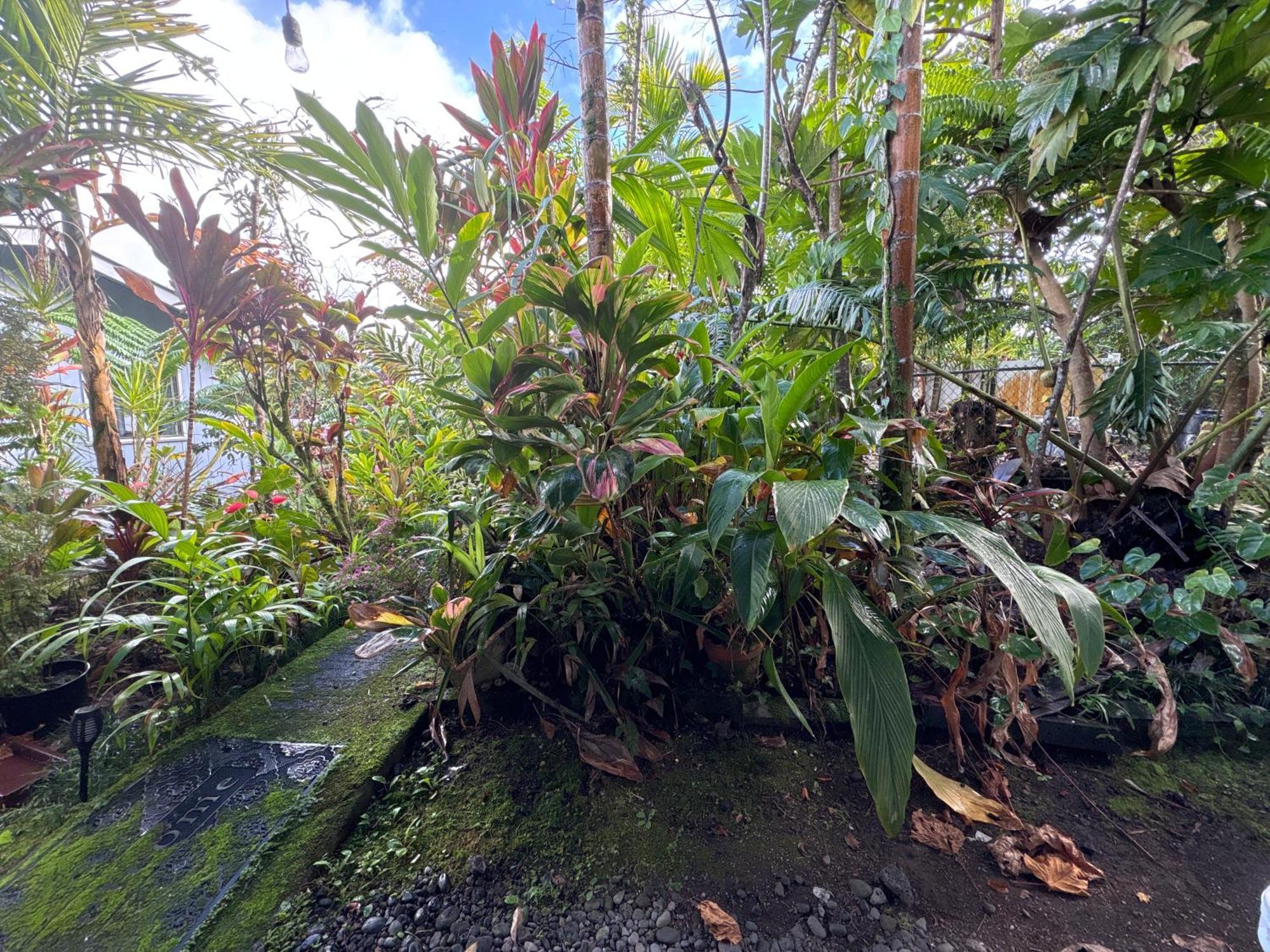 Hawaiian Ohana Home Hilo Ngoại thất bức ảnh